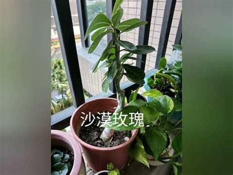 全日照植物 西曬